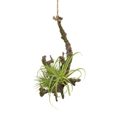 Decorative Hanging branch with tillandsia - Natural Color/Green 15x16 cm