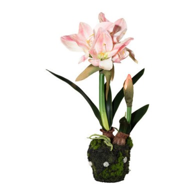 Decorative Amarylis with moss ball in pot - Pink 50cm
