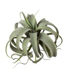 Decorative Cedar Garland - Green 185cm