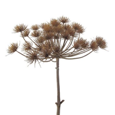 Decorative Heracleum - Brown 80cm