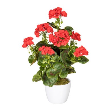 Decorative Geranium Bush in pot - Red 40cm