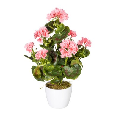 Decorative Geranium Bush in pot - Red 40cm