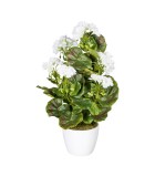 Decorative Geranium Bush in pot - White 40cm