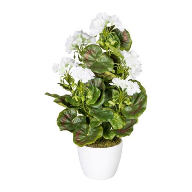 Decorative Geranium Bush in pot - White 40cm