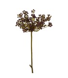 Decorative Anethum - Purple 72cm