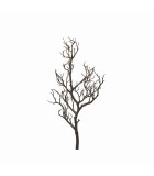 Διακοσμητικό Κλαδί - Ακακία - Μαύρο - Υ79cm