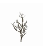 Decorative Branch - Acacia - Brown - H81cm