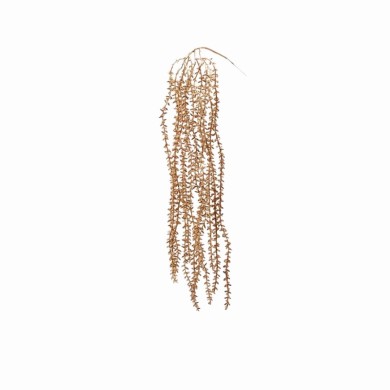 Hanging Branch - Olis - Gold - H60cm