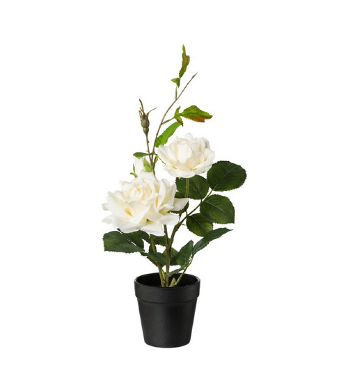 Decorative Rose Bush in pot - Crème 40cm Decorative Rose Bush in pot - Crème 40cm