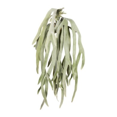 Decorative Hanging Staghom Fem -Green 80cm