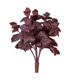 Decorative Basil Bush - Purple 28cm