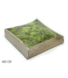 Lichen in Box - Light Green 400gr