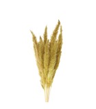 Decorative Branches Set Fluffy Pampas - Olive Green 70-80cm (15pcs)