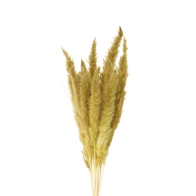 Decorative Branches Set Fluffy Pampas - Olive Green 70-80cm (15pcs)