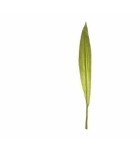 Artificial Leaf - Tropical - 108cm