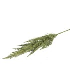 Decorative Pampas Stem - Green - 5x8x93cm