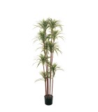 Artificial Plant - Dracaena Reflex - Green - H160cm
