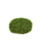 Δίσκος Deco Mosschijf Marchantiophyta - Πράσινο - 2x14x14CM Δίσκος Deco Mosschijf Marchantiophyta - Πράσινο - 2x14x14CM