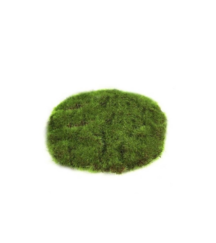 Δίσκος Deco Mosschijf Marchantiophyta - Πράσινο - 2x14x14CM Δίσκος Deco Mosschijf Marchantiophyta - Πράσινο - 2x14x14CM