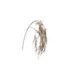 Decorative Branch - Leptinella - Brown - 142x25xH5cm