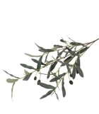 Decorative Olive Branch - Green - 9x20x105cm