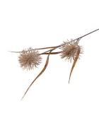 Artificial Grass Plume Stem Set of 2 - Brown - 15x15x62cm