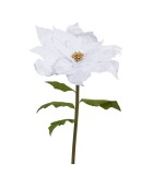 Poinsettia Flower W/Gold Pistil -White -70 X 150Cm