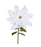 Poinsettia Flower W/Gold Pistil -White - 100 X 200Cm
