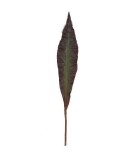 Artificial Leaf - Green/Purple