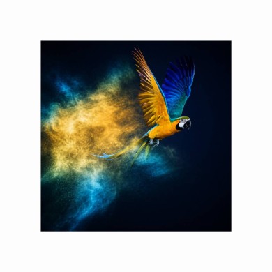 Painting Bird -  Digital print on Acrylic Glass - 95x95cm