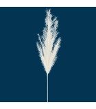 Decorative Pampas - White - 10xH80cm