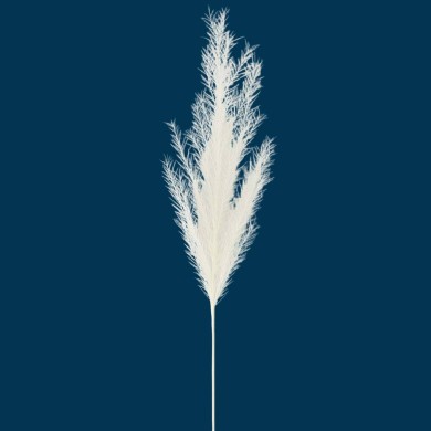 Decorative Pampas - White - 10xH80cm